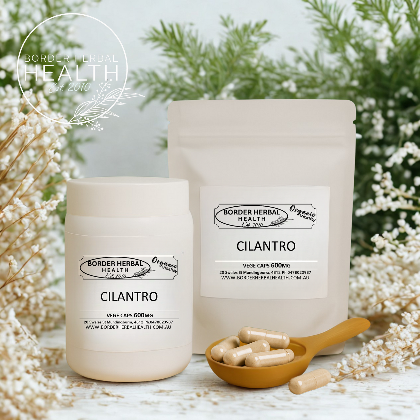 Cilantro (Coriander)