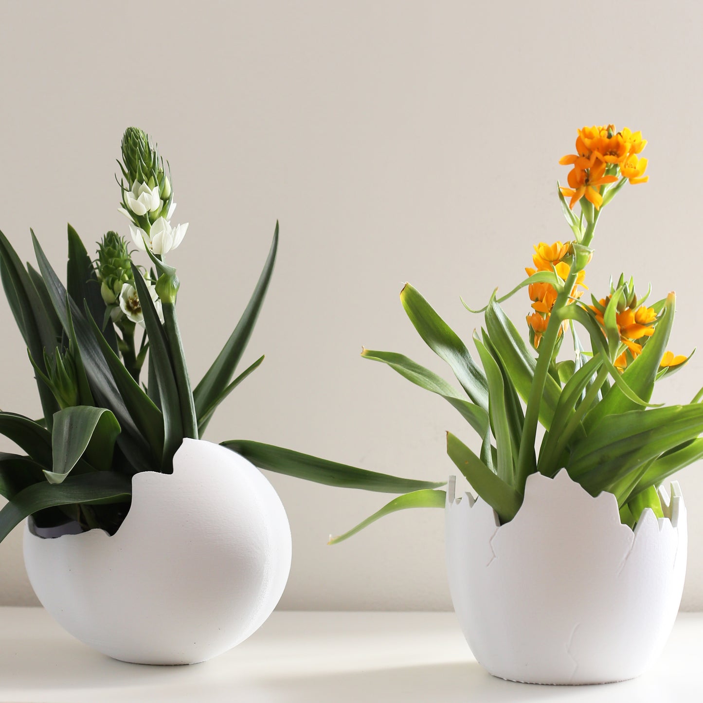 Egg Planter B