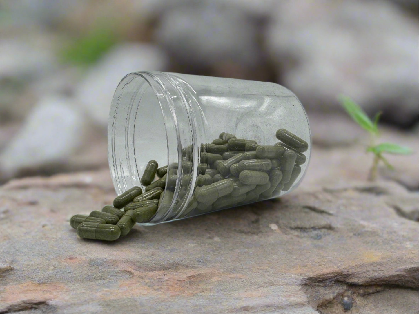 andrographis capsules